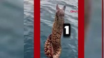 Balıkçının şaşkınlığı! Çek çek gelmedi, başı kayıkta kuyruğu hala denizdeydi