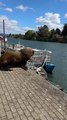 Massive sea lion photobombs tourists' video