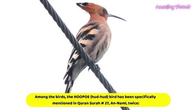 Hud Hud Bird - Eurasian hoopoe (Upupa epops)