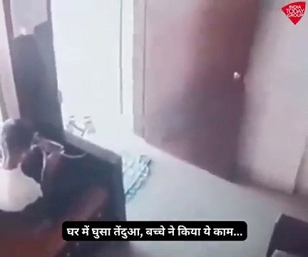 طفل ينجو بأعجوبة من نمر اقتحم منزله