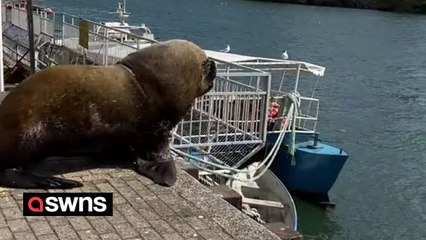 Large sea lion photobombs tourist's video