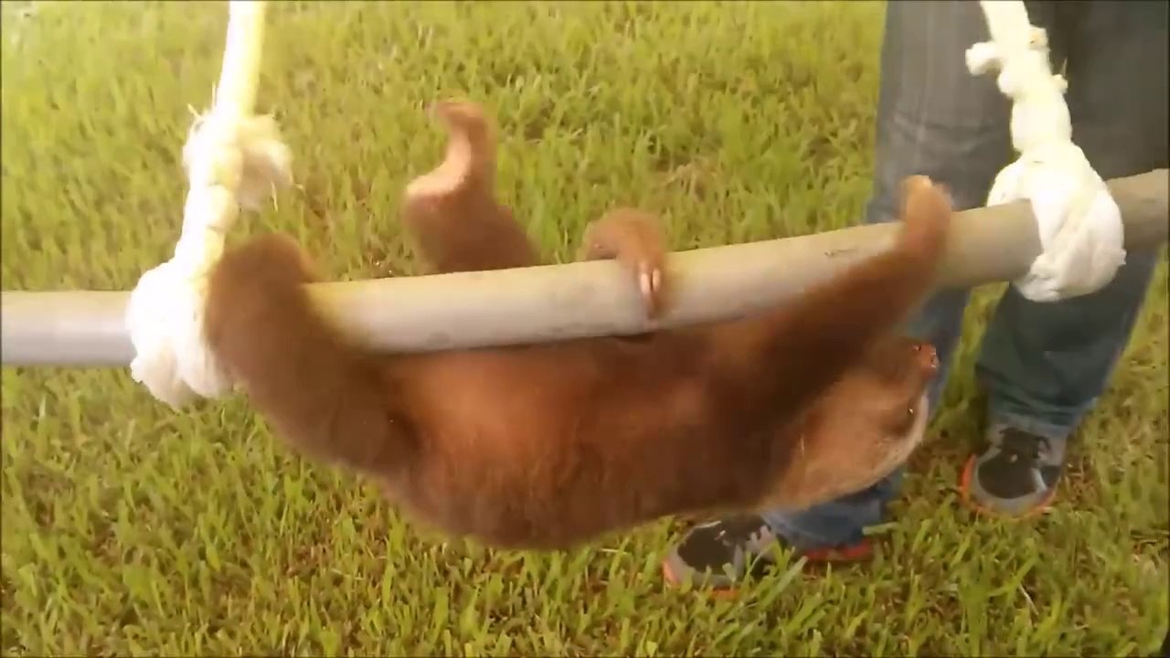 Baby Sloths Being Sloths - FUNNIEST Compilation