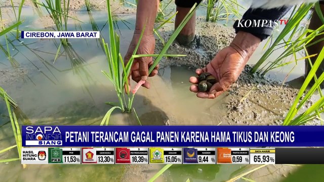 Petani Terancam Gagal Panen Akibat Serangan Hama Keong dan Tikus!