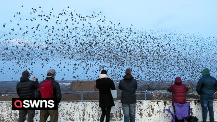 Bird watchers flock to multi-storey car park to watch stunning starling murmurations