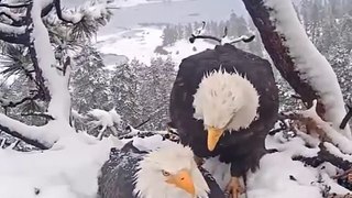Bald eagle couple Jackie and Shadow endure the elements to protect their three unhatched eaglets in Big Bear Valley, California.