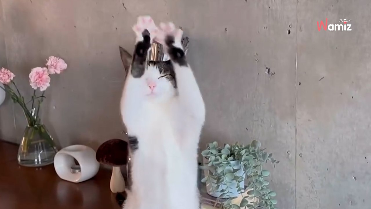 Cat's adorable morning dance routine is melting everyone's hearts (video)