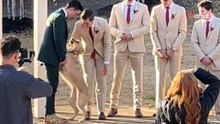 Video. L'entrata di questo Golden Retriever al matrimonio dei suoi proprietari è sensazionale