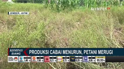 Tải video: Produksi Cabai Menurun Karena Cuaca Tak Menentu, Petani Merugi