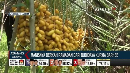 Jelang Ramadan, Intip Rahasia Sukses Budidaya Kurma Barhee di Jember
