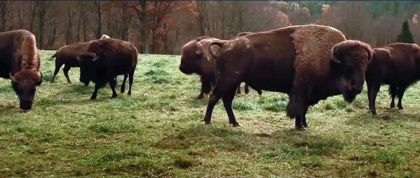 Alone Yet Not Alone Bande-annonce (EN)