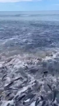 Que se passe-t-il dans la mer ? Des millions de poissons sautent partout