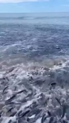 Que se passe-t-il dans la mer ? Des millions de poissons sautent partout