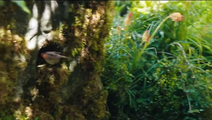 Le Jardin secret Bande-annonce (UK)