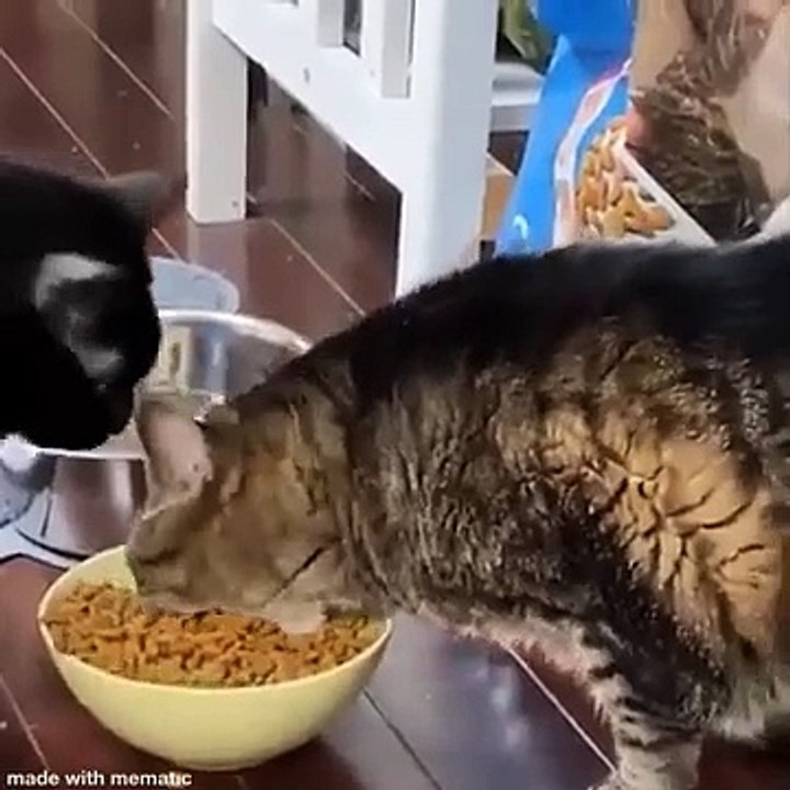 Funniest Animals  - Best Of The  Funny Animal Videos  - Cutest Animals Ever