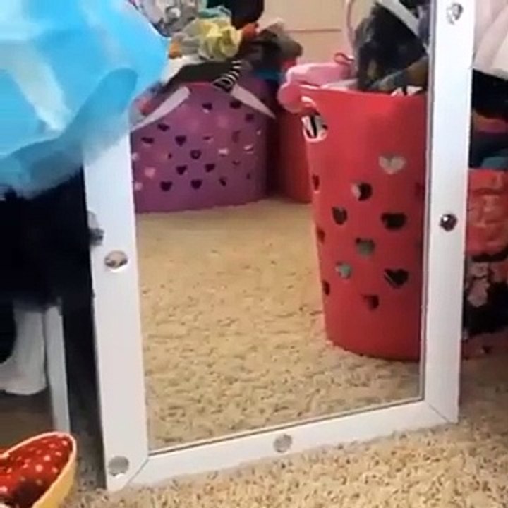 Funniest  Dogs And Cats - Try Not To Laugh - Best Of The  Funny Animal Videos