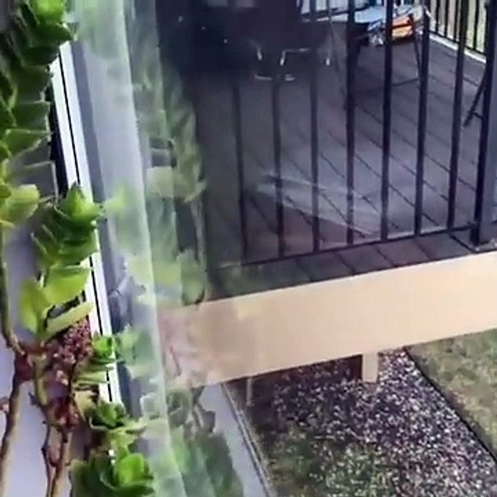Funniest Animals  - Awesome Funny Animals' Life Videos  - Cutest Animals Ever