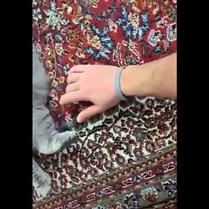 .Funniest Animals  - Best Of The  Funny Animal Videos  - Cutest Animals Ever