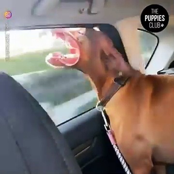 Funniest Animals  - Best Of The  Funny Animal Videos  - Cutest Animals Ever