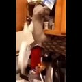 Funniest Cats  - Don't try to hold back Laughter  - Funny Cats Life