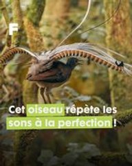 Le Le Ménure Superbe : Maestro de la nature imitant avec brio les sons du monde !