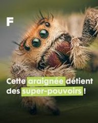 Les araignées sauteuses : des arthropodes aux super-pouvoirs insoupçonnés !