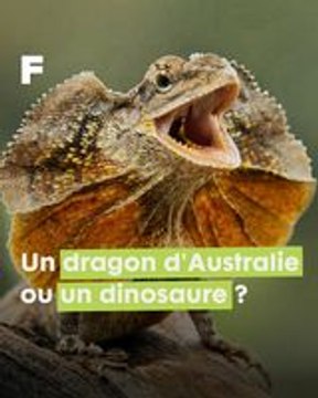 Le Dragon d'Australie : Découvrez le lézard à collerette ! (Chlamydosaurus kingii)