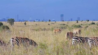 Wild animals in front of Nairobi