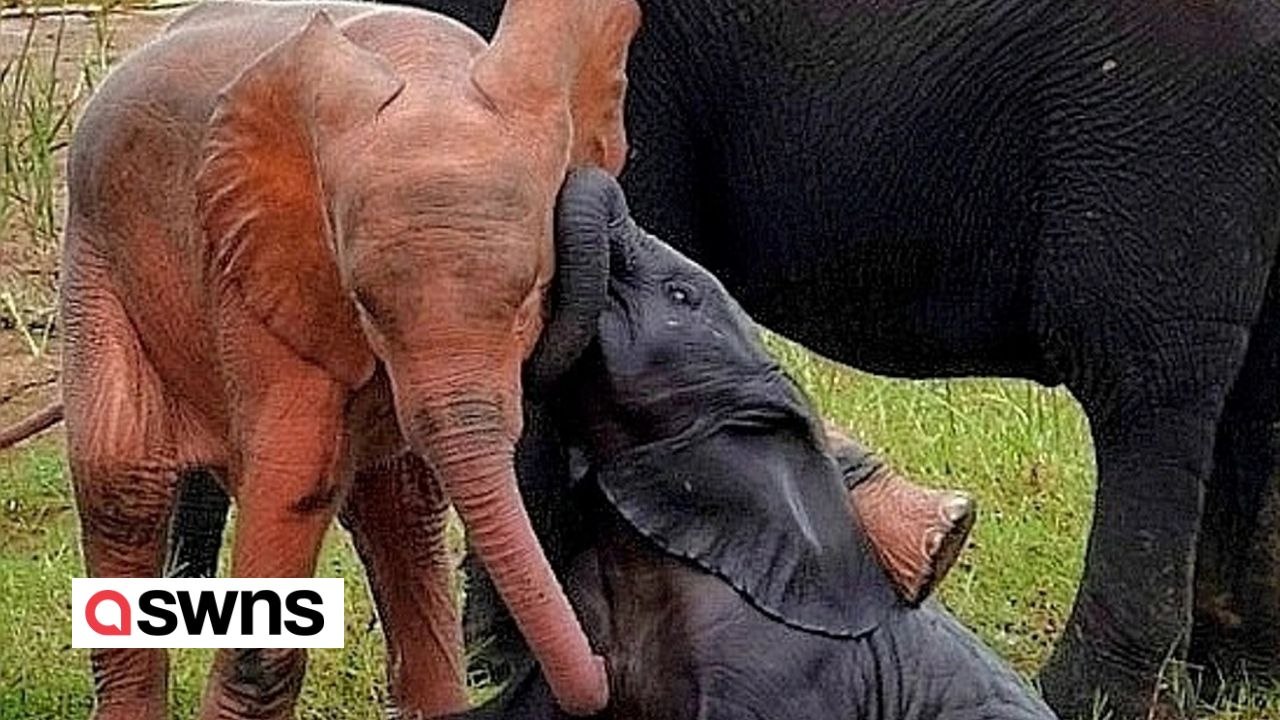 Seltener rosa Elefant in Südafrika gesichtet