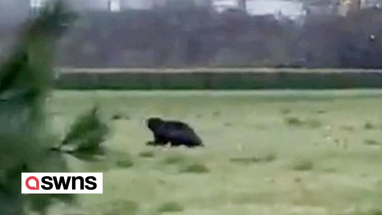 Seltener Vielfraß vor der Kamera