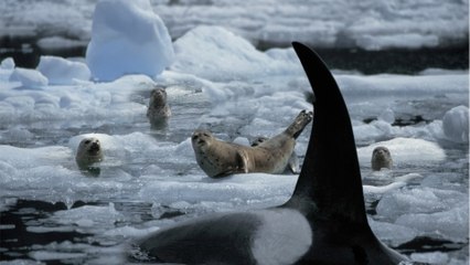 Von Killerwal gefressen: Weißer Hai wird in Südafrika vom Jäger zur Beute