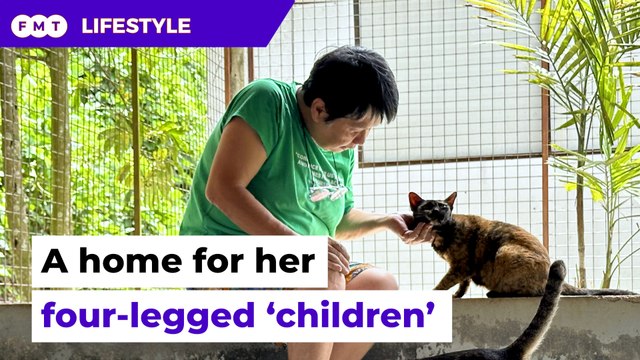 Retired nurse cares for stray animals now