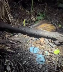 Vídeo mostra momento em que polícia encontra corpo da menina Isabelle de Freitas