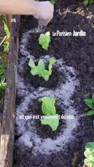 5 utilisations de la cendre de bois au jardin