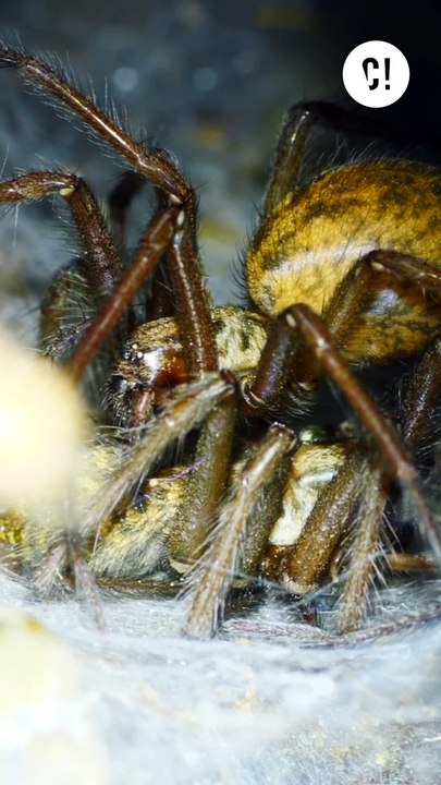 Les araignées pondent sous la peau ?!
