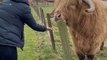 Woman Feeding Cow Narrowly Avoids Getting Hit by Their Horns