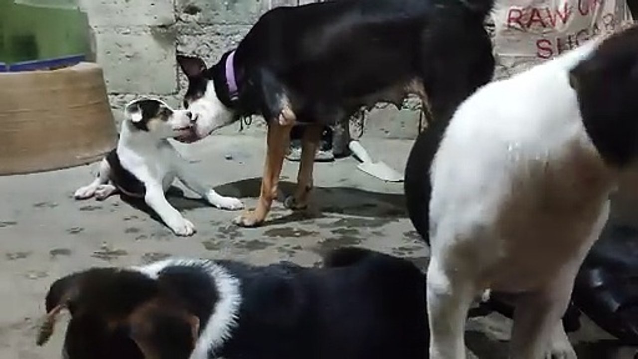 Sparkle and Babies
