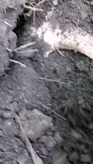 Found Treasure Gold Teeth          #foryou #satisfying #treasurefind #shortvideo