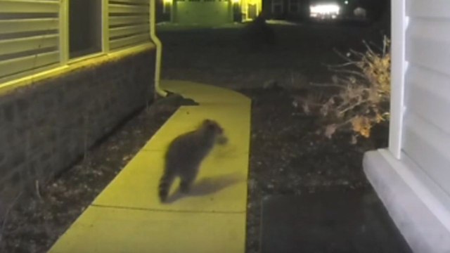 Raccoon steals a delivery package from the house porch *Hilarious CCTV Footage*