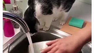 cat helping owner in washing dishes| cute cat