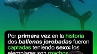 Dos ballenas machos fueron captadas teniendo sexo