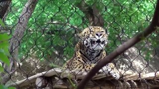 Beautiful Jaguar Roar
