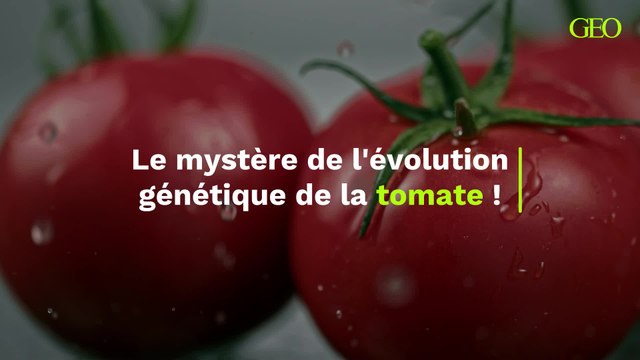 Ce mystère génétique qui entoure l'évolution de la tomate depuis 125 millions d’années enfin percé ?