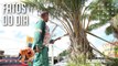 Poda de árvores em Belém: serviço previne acidentes e promove saúde da vegetação