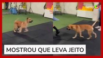 Cachorro viraliza ao 'invadir' e participar de aula de dança no Espírito Santo