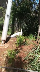 Paon de Maroc #zoorabat #zoologie #animaux