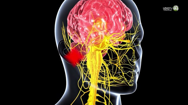UdeG prepara actividades para la Semana del Cerebro