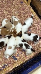 Pinwheel Of Brittany Puppies