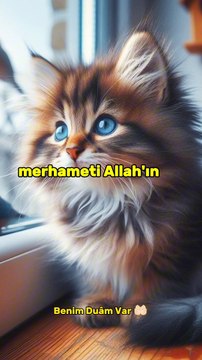 Kedinin Allah'ın Rahmeti var #kedi #rahmet