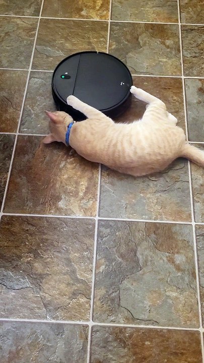 Cat Claws Control Robot Vacuum