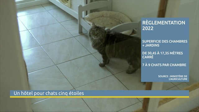 Pension pour Chats Montpellier Nimes